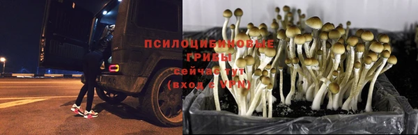 таблы Бородино